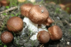 agaricus-blazei.jpg