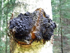 chaga.png