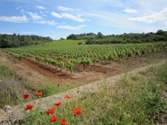 Vignes dans le Midi IMG_5497 c.jpg