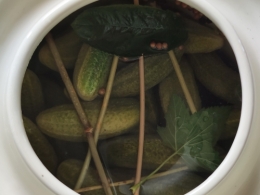 cornichons fermentés,la cocotte,la voix du nord