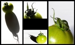 tomates 2.jpg