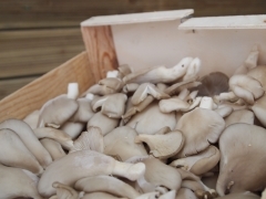 goulash de poulet aux pleurotes, Didier Carton, Sainte-Marie Cappel, Version Femina, La Voix du Nord