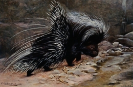 AcrestedporcupineColourlithographafterWKuhnertWellcomeV0021179_7441.jpg