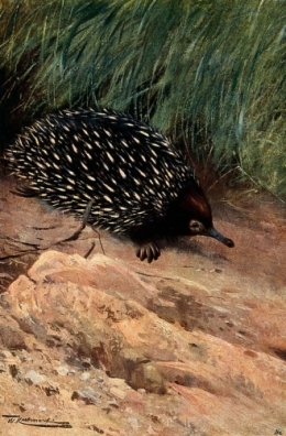 AspinyanteaterColourlithographafterWWellcomeV0021174EL_7448.jpg