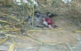 gabon,ali bongo,can 2012,sylvia bongo,michel ogandaga,libreville,paris,bénin,burkina faso,sénégal,cameroun