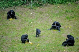 gabon,ali bongo,can 2012,sylvia bongo,michel ogandaga,libreville,paris,bénin,burkina faso,sénégal,cameroun