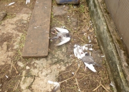 gabon,ali bongo,can 2012,sylvia bongo,michel ogandaga,libreville,paris,bénin,burkina faso,sénégal,cameroun