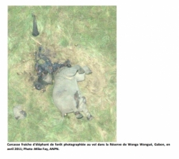 gabon,ali bongo,can 2012,sylvia bongo,michel ogandaga,libreville,paris,bénin,burkina faso,sénégal,cameroun