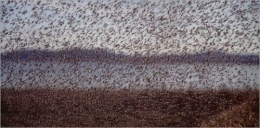 06midge.flyingspan.jpg