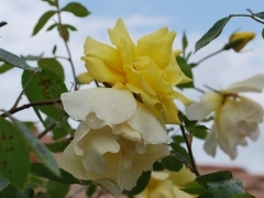 CSC_0970.JPG