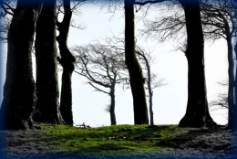 arbres Ecault_1198.jpg