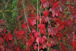 DSC_4037.JPG