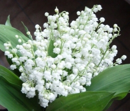 MUGUET.jpg