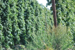 DSC_3770.JPG