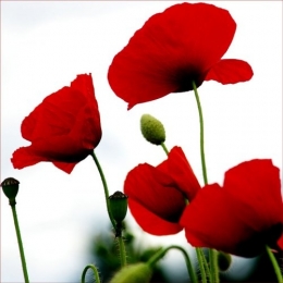 coquelicots.jpg