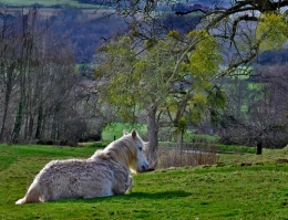 cheval en cours.jpg