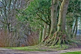 arbres a questrecques.jpg