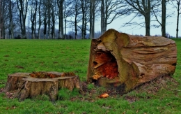 arbre La Rocque Recques sur Course.jpg
