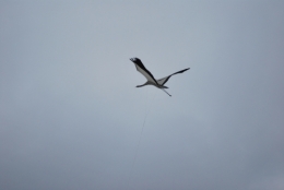 DSC_2271.JPG