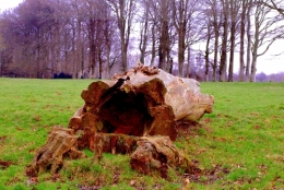 arbre au sol La Roque - Recques sur Course.jpg