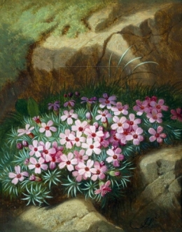Alpine Flowers.jpg