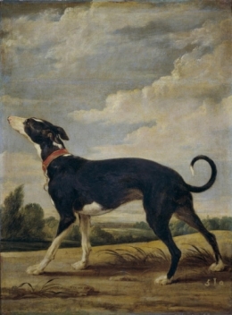 A Greyhound.jpg