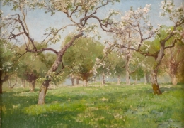 Cherry Blossoms.jpg