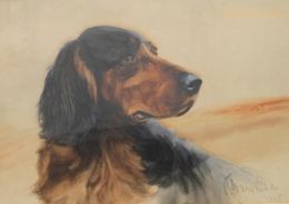 A Gordon Setter.jpg