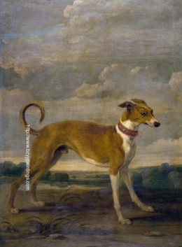 A Dog.jpg