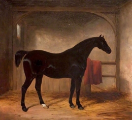 Black Horse in a Loose Box.jpg