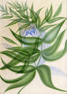 Flower of Zilla Warren.jpg