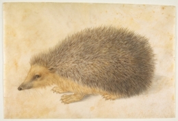 AHedgehogMETDP818387_2212.jpg