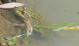 grenouille 2.jpg