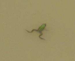 grenouille.jpg